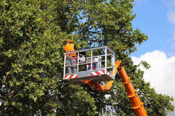 Best Tree Removal Near Me  in Avondale, PA